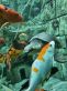 Аквариум Ссылка на источник https://sevaquarium.ru/