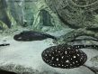 Аквариум Ссылка на источник https://sevaquarium.ru/