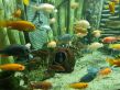Аквариум Ссылка на источник https://sevaquarium.ru/