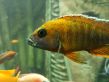 Аквариум Ссылка на источник https://sevaquarium.ru/