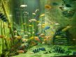 Аквариум Ссылка на источник https://sevaquarium.ru/