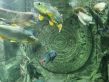Аквариум Ссылка на источник https://sevaquarium.ru/